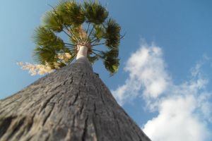 International All Star Championship Orlando/USA - 9. M&auml;rz 2013_94