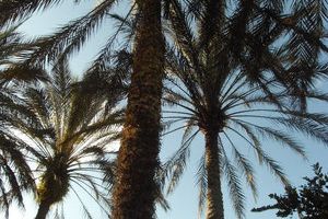 International All Star Championship Orlando/USA - 9. M&auml;rz 2013_95