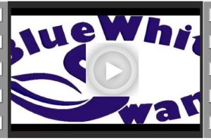 Video Blue White Swans 2021